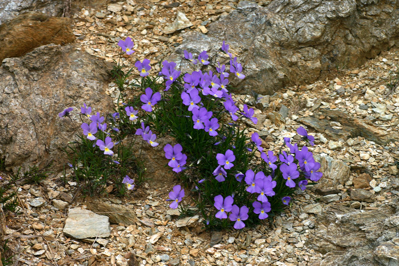 Viola bertolonii Pio (endemismo ligure) / Viola di Bertoloni
